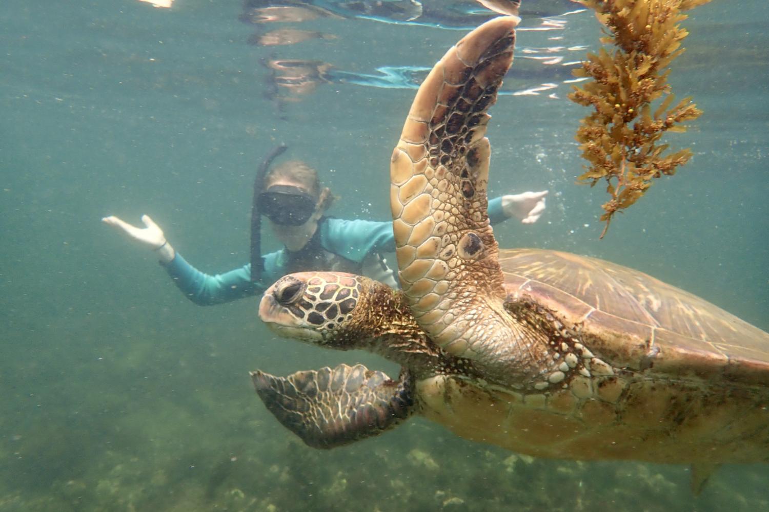 一名<a href='http://w4jl.cqkaisi.com'>博彩网址大全</a>学生在Galápagos群岛游学途中与一只巨龟游泳.